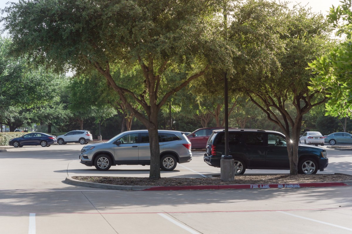 cars parked under tree